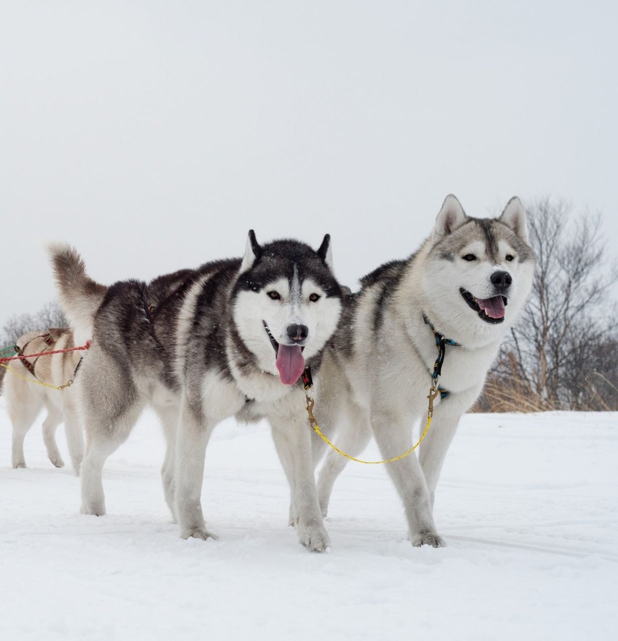 Северные ездовые собаки: названия и фото пород