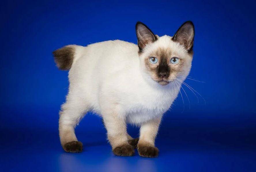 8 вечных котят: самые маленькие породы кошек - gafki.ru