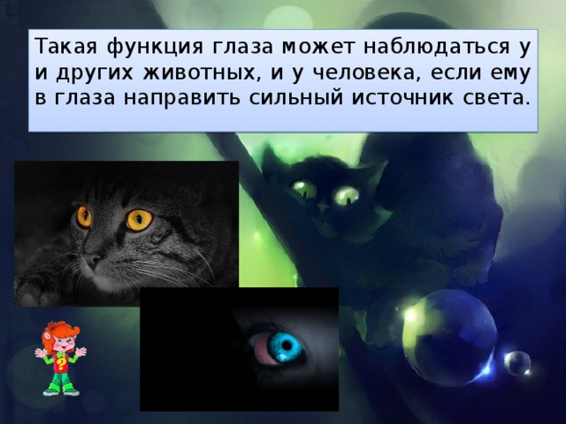 Почему у кошек светятся глаза в темноте: объясняем понятно и подробно