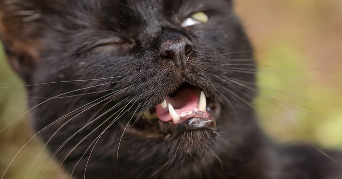 Почему кошка чихает и что с этим делать - лайфхакер