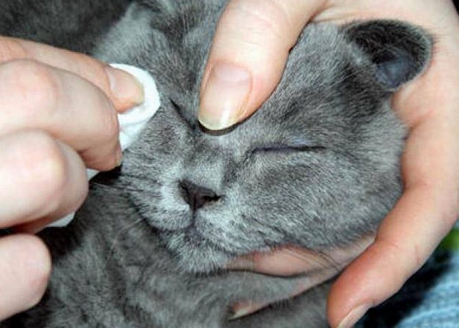 Чем лечить если у котенка гноятся глаза — излагаем вопрос