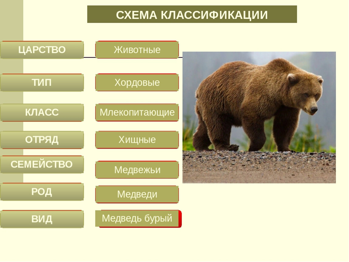 Бурый медведь порядок. Систематика бурого медведя. Бурый медведь Тип класс отряд семейство род вид. Систематика животных медведь бурый 7кл. Бурый медведь классификация систематика.