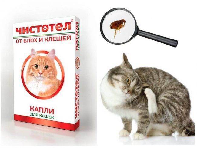 Что эффективнее ошейник или капли от блох?