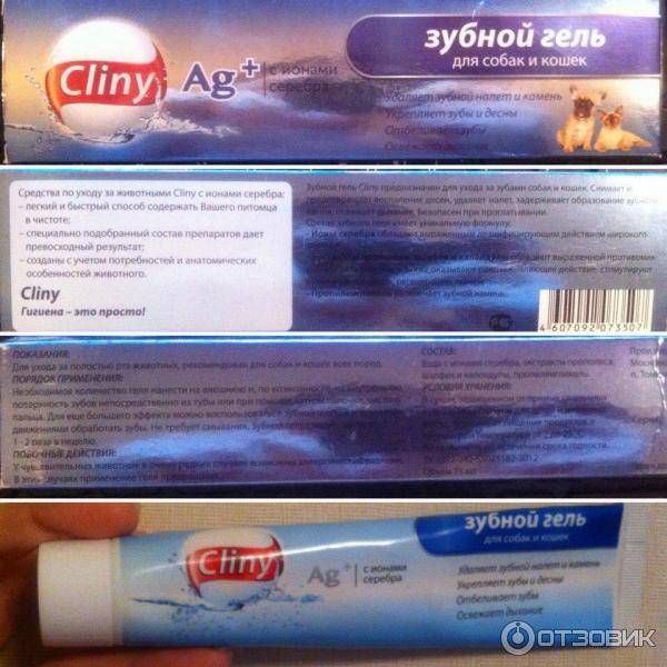 Как ухаживать за зубами кошки: инструкция
