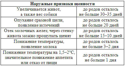 Как понять, что собака беременна