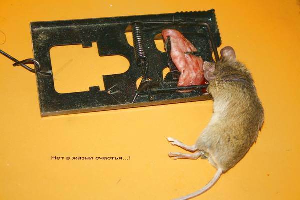 Кошка ест мышей: чем это опасно
кошка ест мышей: чем это опасно