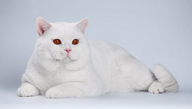 Породы белых кошек