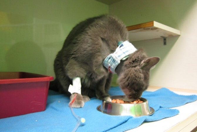 Причины отказа от еды у кошек: почему у кота плохой аппетит или он ничего не ест, симптомом каких болезней это бывает?