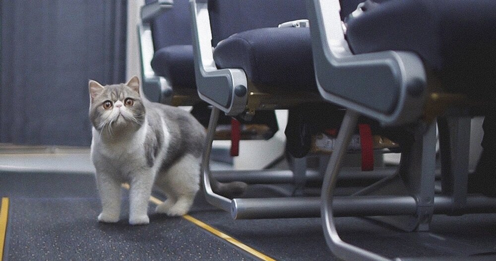 Правила перевозки кошек в поезде