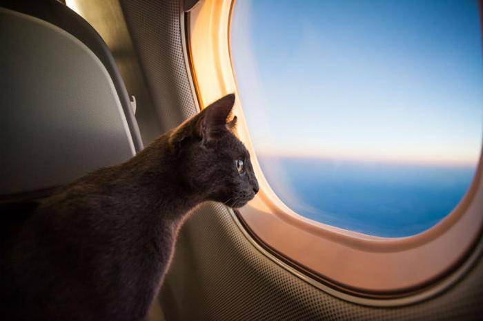 Как перевезти кошку в самолете по россии и за границу