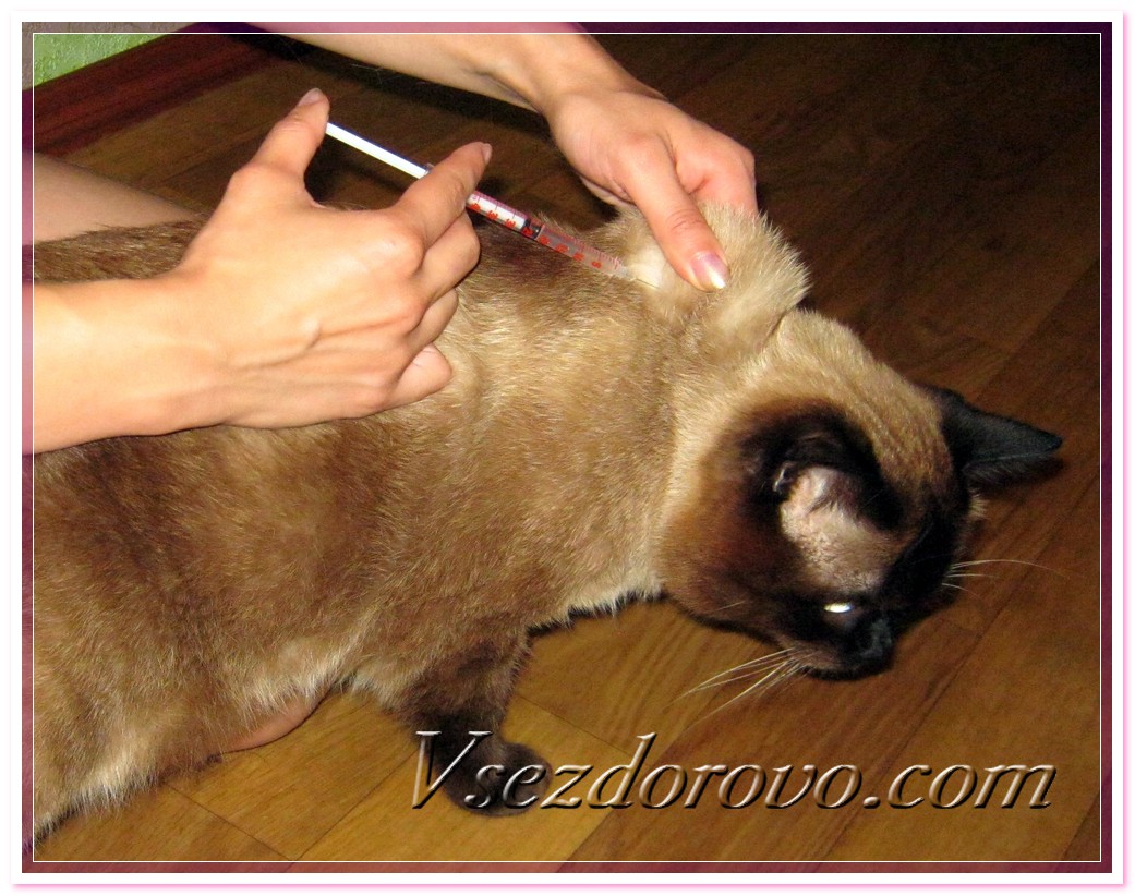 Как сделать укол кошке в холку: полная инструкция от а до я
