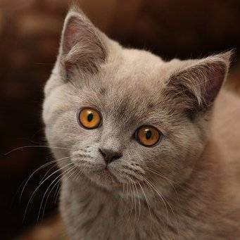 Чем кормить британского котенка 1-6 месяца: примерный рацион и советы по питанию