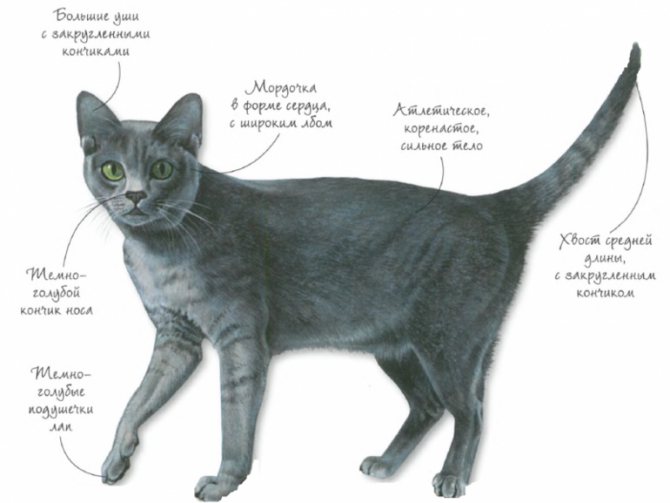 ᐉ как определить породу кошки: характерные признаки и советы - zoogradspb.ru