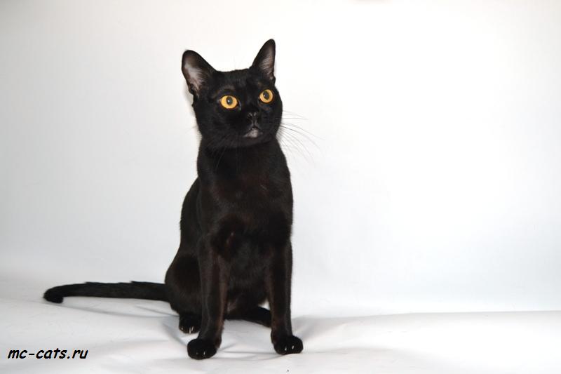 Бомбейская кошка: фото кота, цена, характер породы, внешние стандарты, разведение, выбор котенка, отзывы владельцев