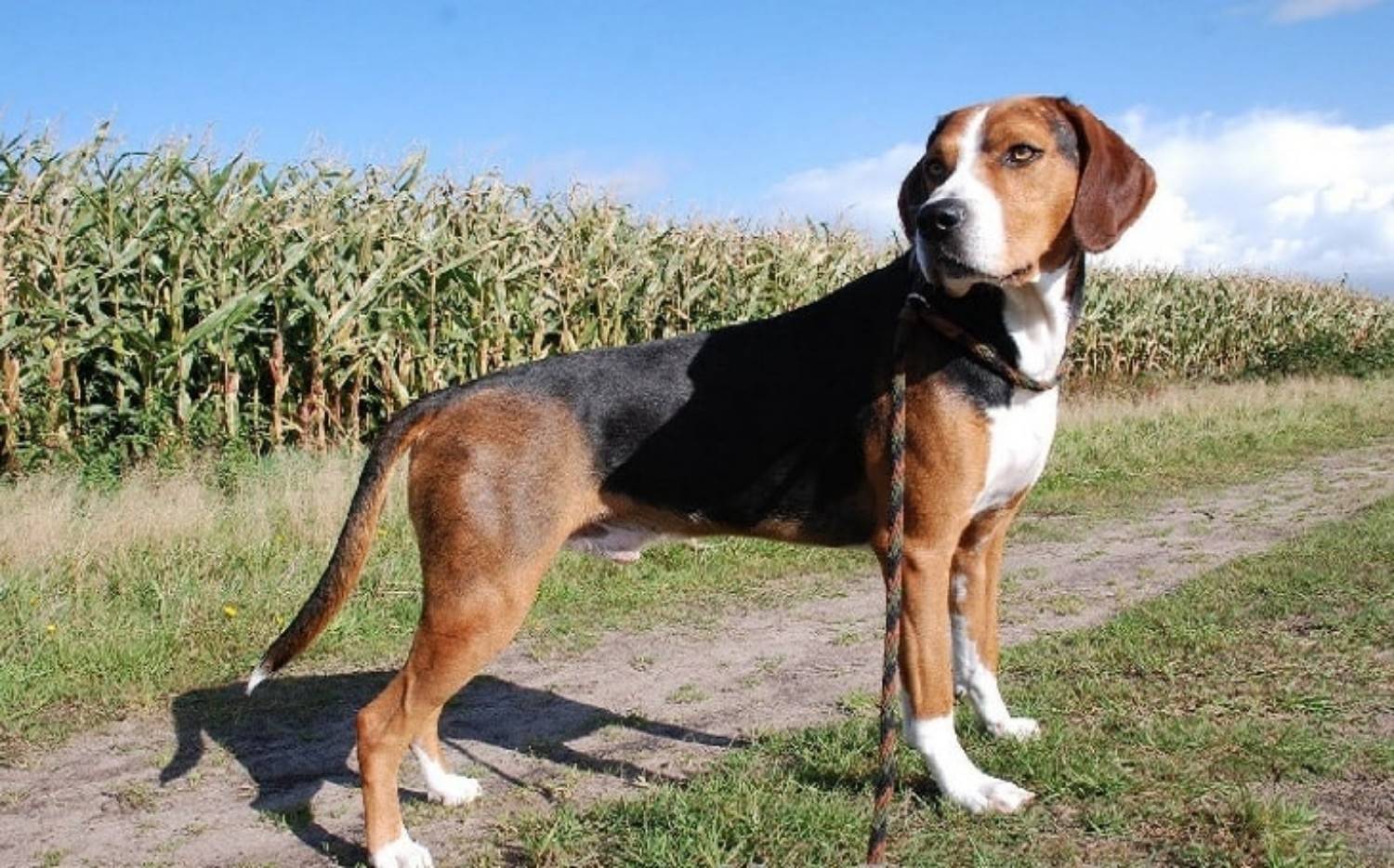 Порода собак испанский алано: описание и характер бульдога, уход и содержание