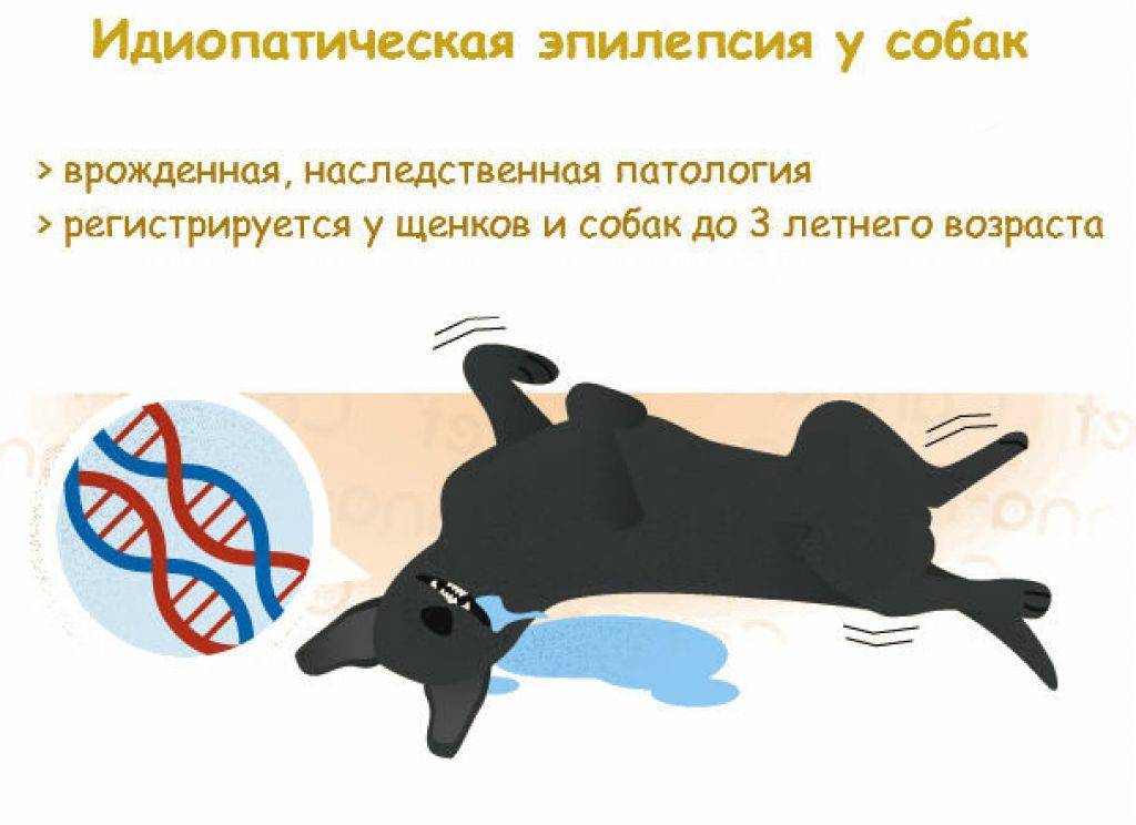 Судороги у кота: характерные симптомы, лечение, первая помощь
