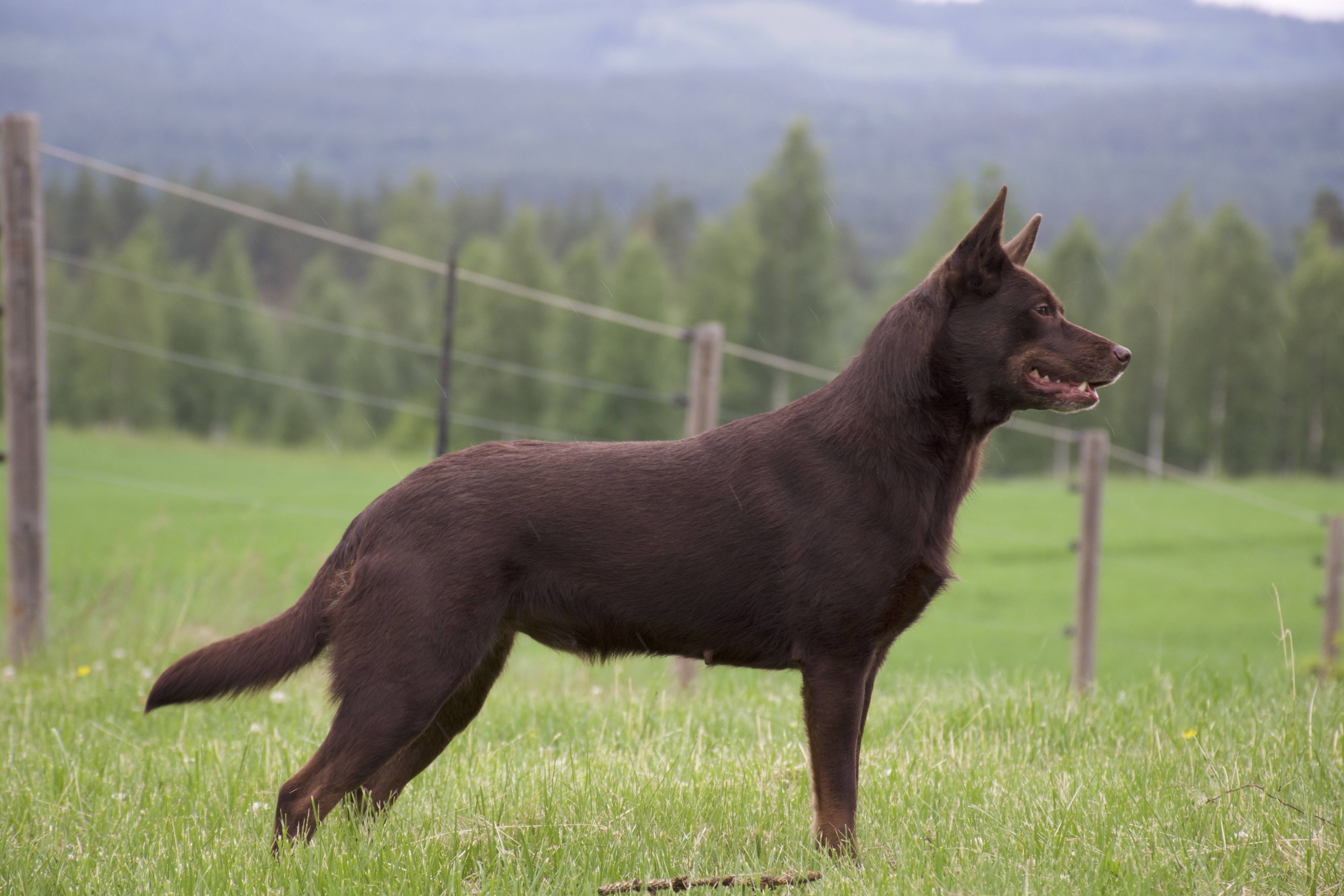 Австралийская овчарка (аусси): фото, характер, описание породы, окрасы, щенки