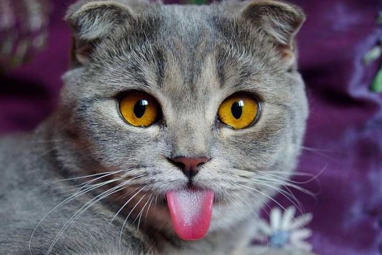Почему кошки высовывают язык?