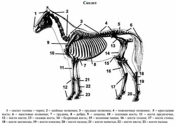 Если у животного имеется отдел скелета. Осевой скелет КРС. Тазовая кость собаки строение. Плечевая кость собаки анатомия. Схема расположения мышц плечевого пояса анатомия животных.