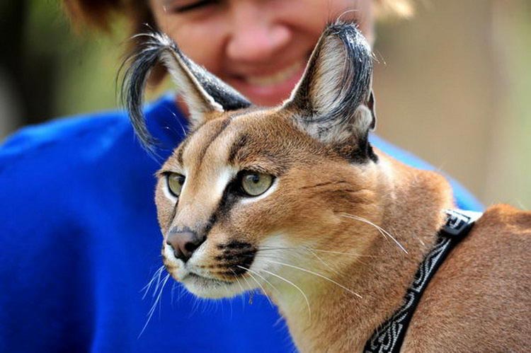 Каракал – порода кошек, известная как пустынная или степная рысь