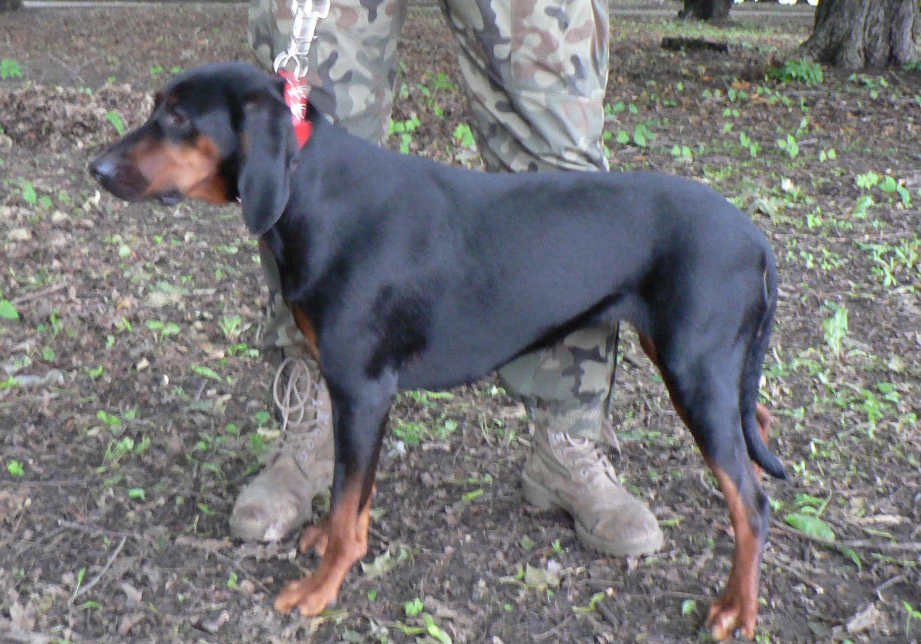 ᐉ австрийская гончая — фото, описание породы собак, особенности - getzoofood.ru