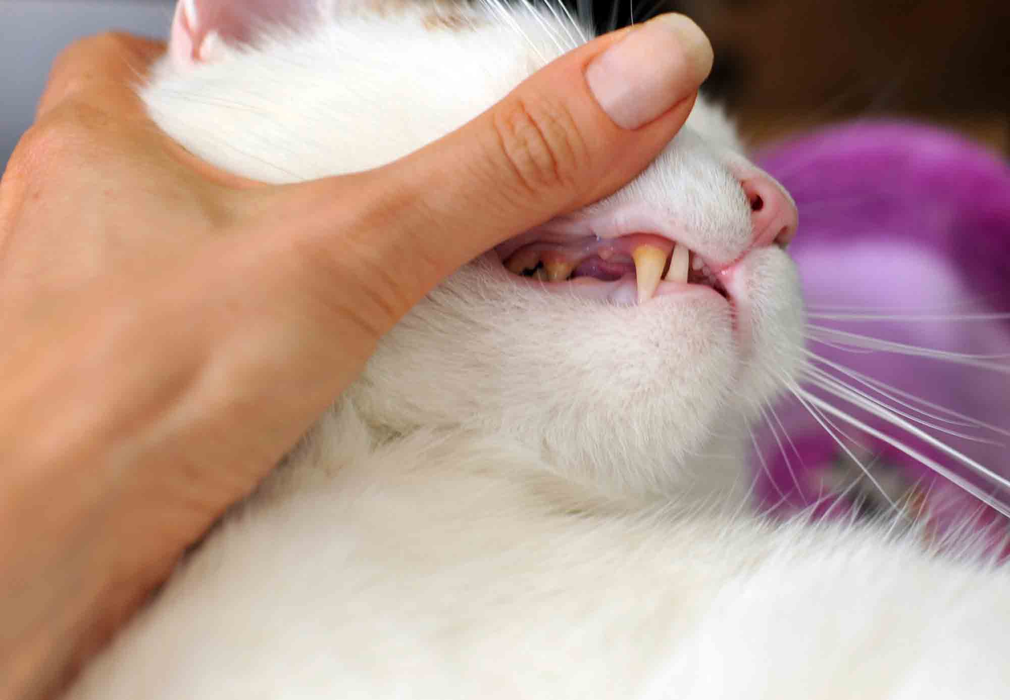 Болезни зубов у кошек, симптомы и лечение в домашних условиях: что делать, если у кота болят зубки?