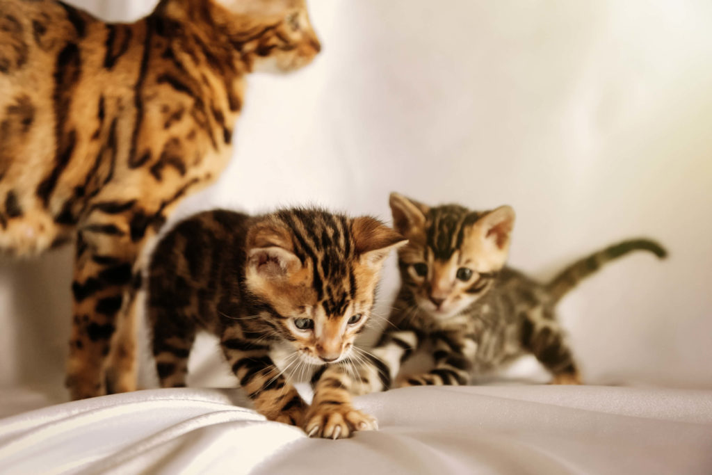 Как открыть питомник кошек: оборудование и необходимые документы для старта