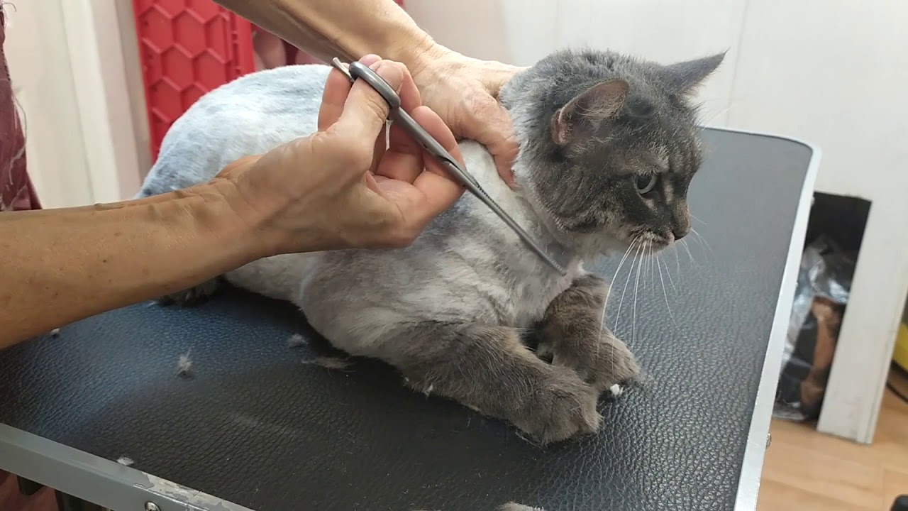 Как успокоить кота чтобы подстричь шерсть. советы