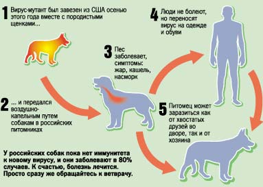 Коронавирусный гастроэнтерит у кошек лечение схема