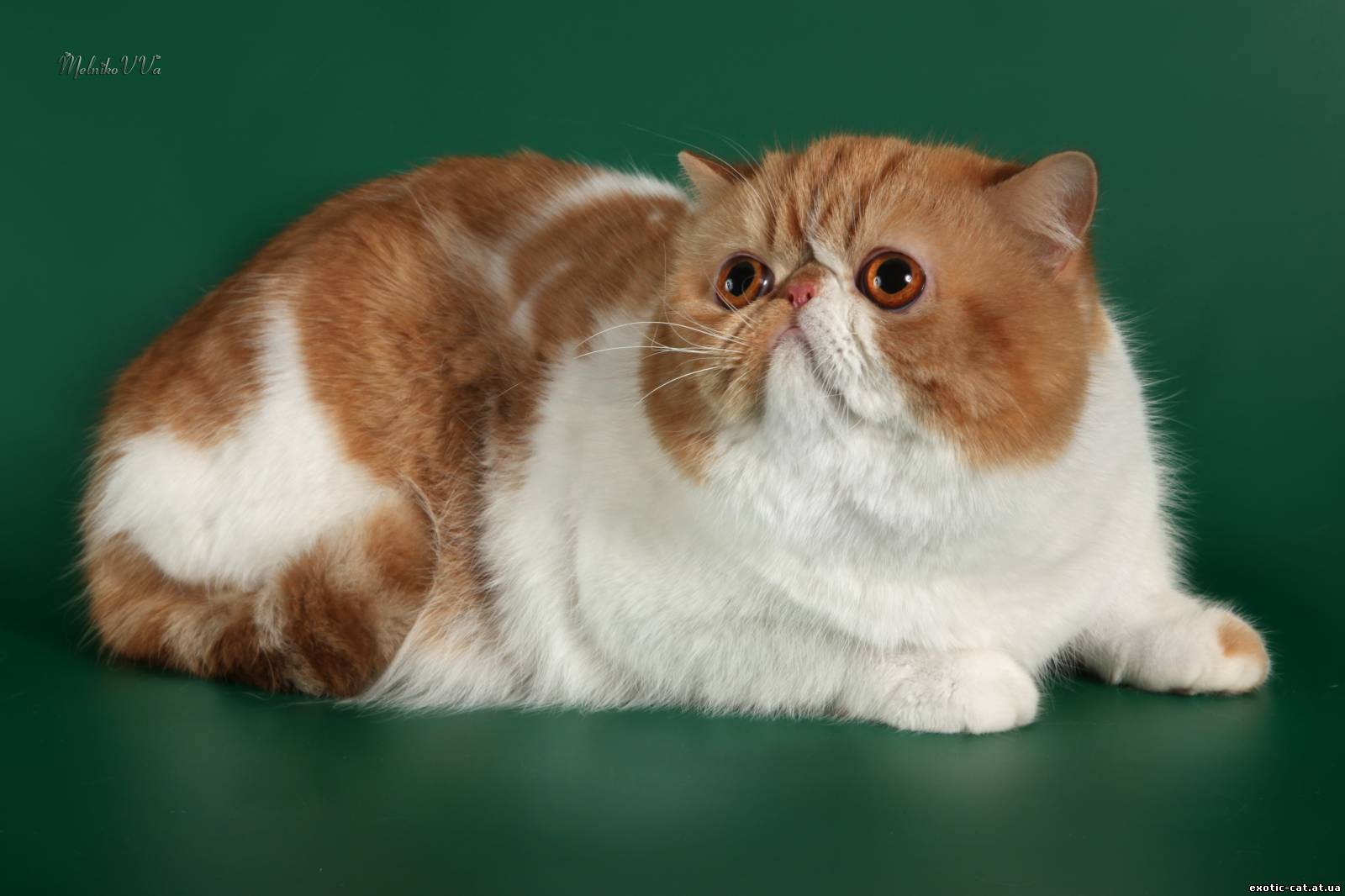 Экзотическая кошка: описание породы, характер, советы по содержанию и уходу, фото экзотов