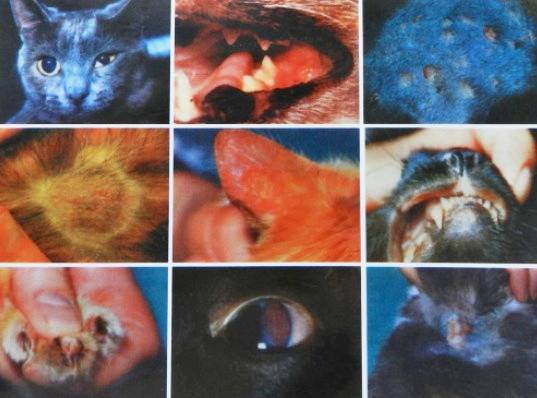 9 опасных для человека болезней, переносчиками которых являются кошки