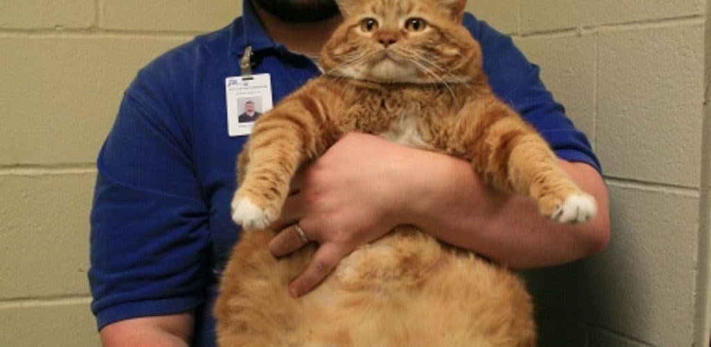Толстого кота в мире. Самый жирный кот. Самый толстый кот в мире. Толстая рыжая.