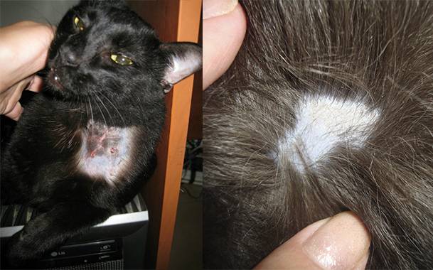 Стригущий лишай у кошек: лечение, признаки, начальная стадия, чем лечить - zoosecrets