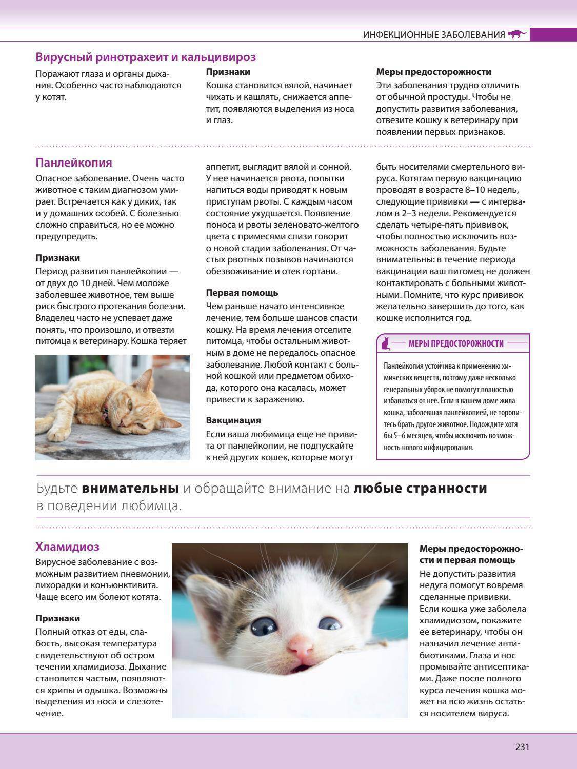 Кальцивироз кошек: симптомы, причины, лечение, профилактика