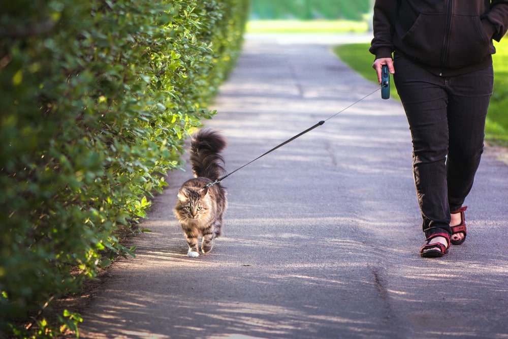 Нужно ли гулять с кошкой? читать на сайте