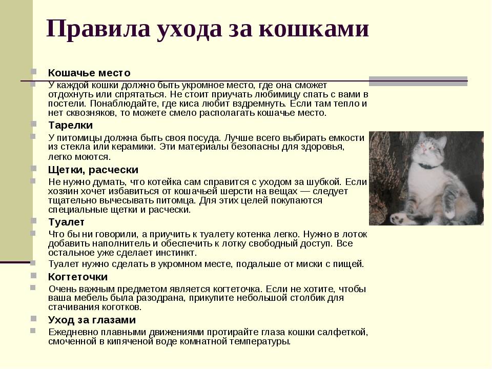 Разведение кошек как бизнес в 2022. важные нюансы – interbablo.ru