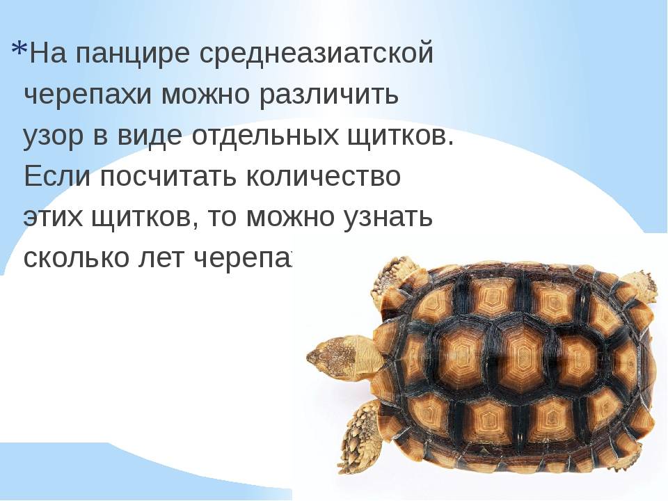 Написать про черепаху. Среднеазиатская черепаха панцирь. Информация о черепахе. Факты о черепахах. Черепаха для презентации.