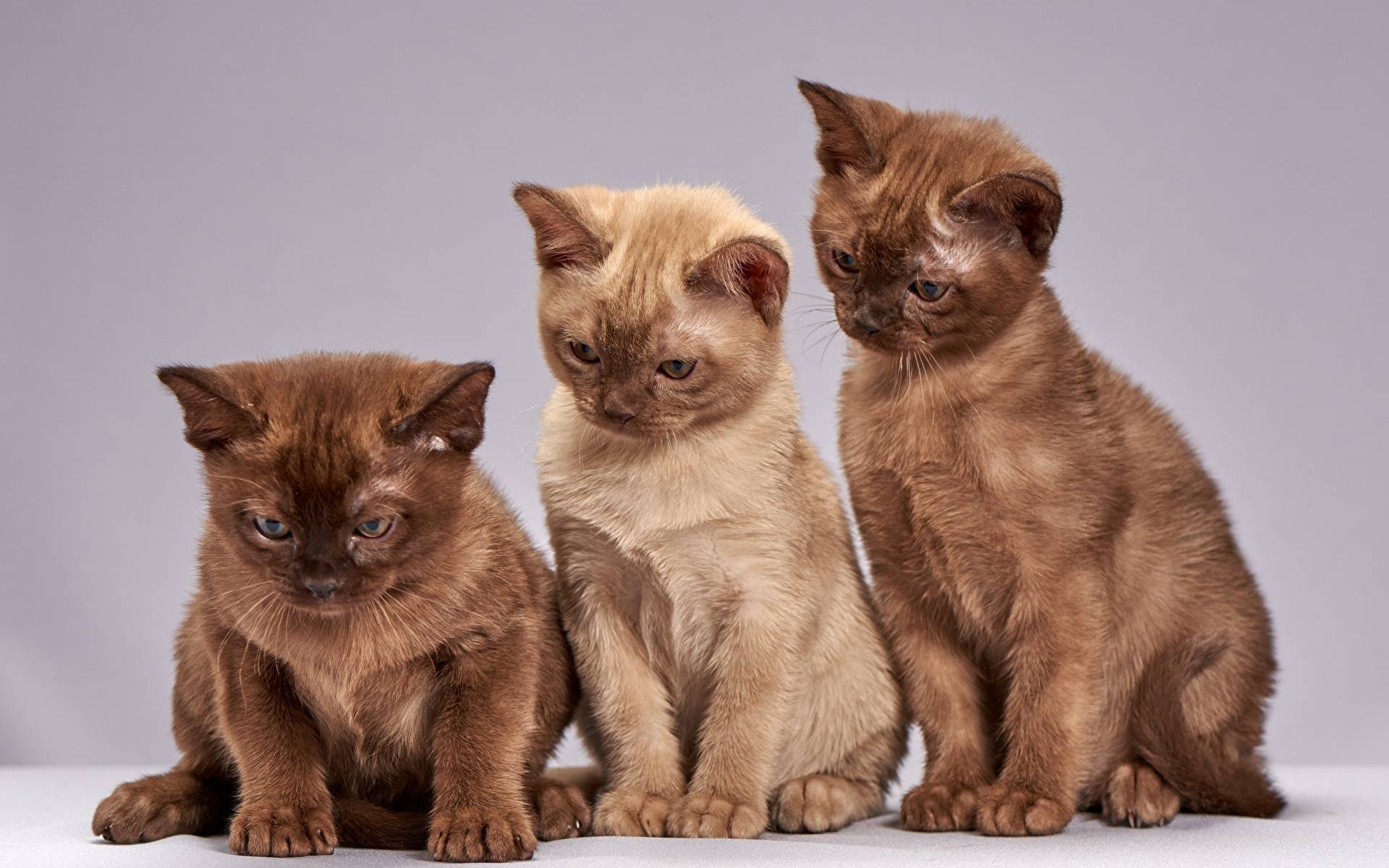 Породы кошек Бурманская котенок
