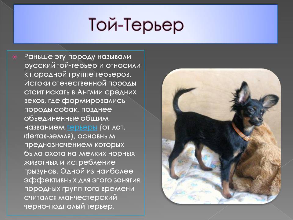 Суетливая и привлекательная собачка московский той терьер длинношерстный: описание и характер породы