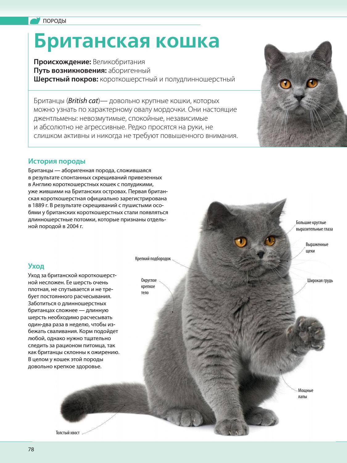 Британская длинношерстная кошка: фото и описание породы