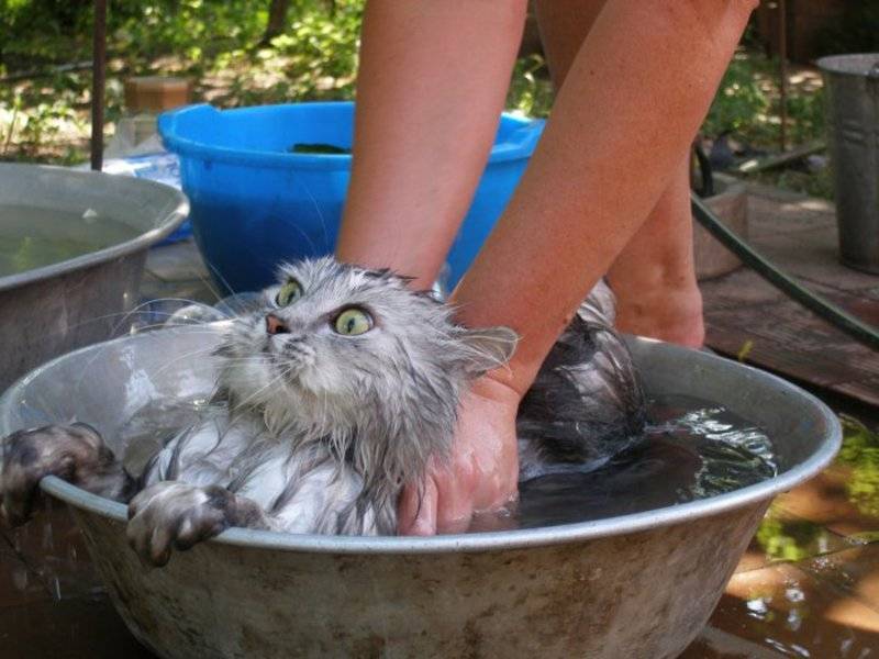 Боязнь воды у кошек: причины почему не любят купаться, варианты как приучить
