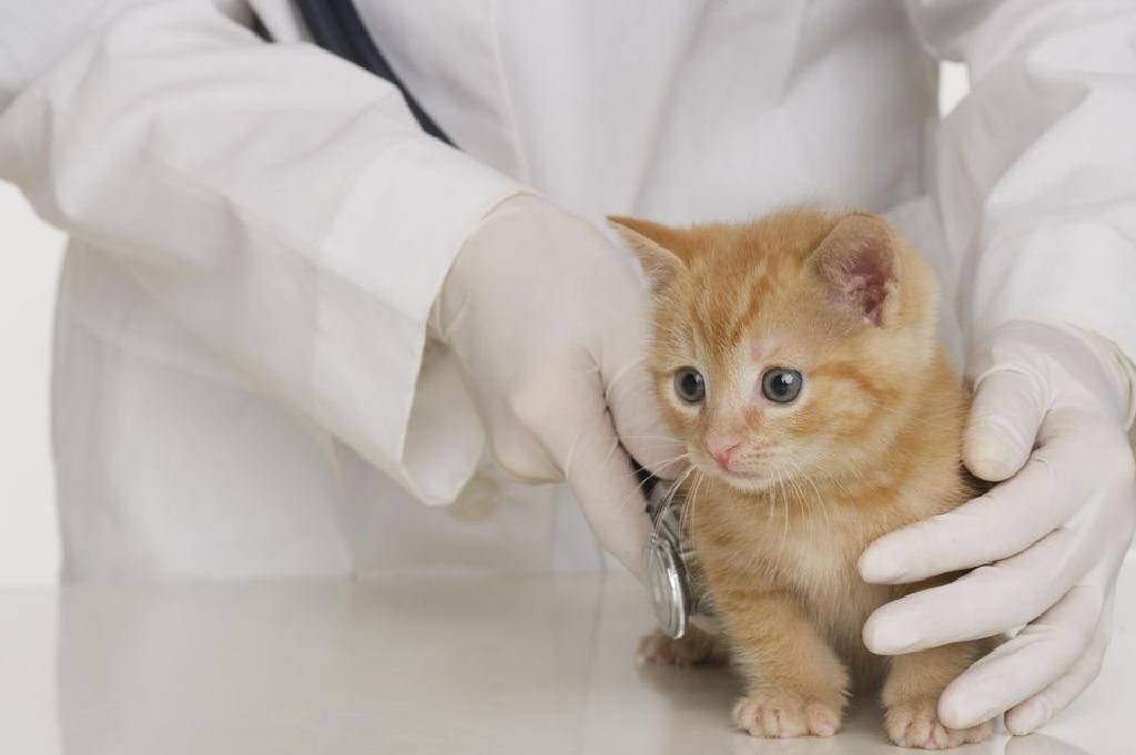 Микроспория: как спасти пушистую шубку кошки