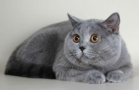 Кремовый британец: окрас, генетика и характер редких английских кошек