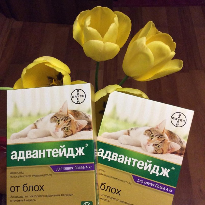 Адвантейдж для кошек: инструкция по применению, отзывы, аналоги