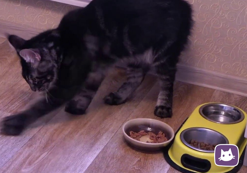 Почему кошки закапывают еду или миску с едой: что это значит и что делать