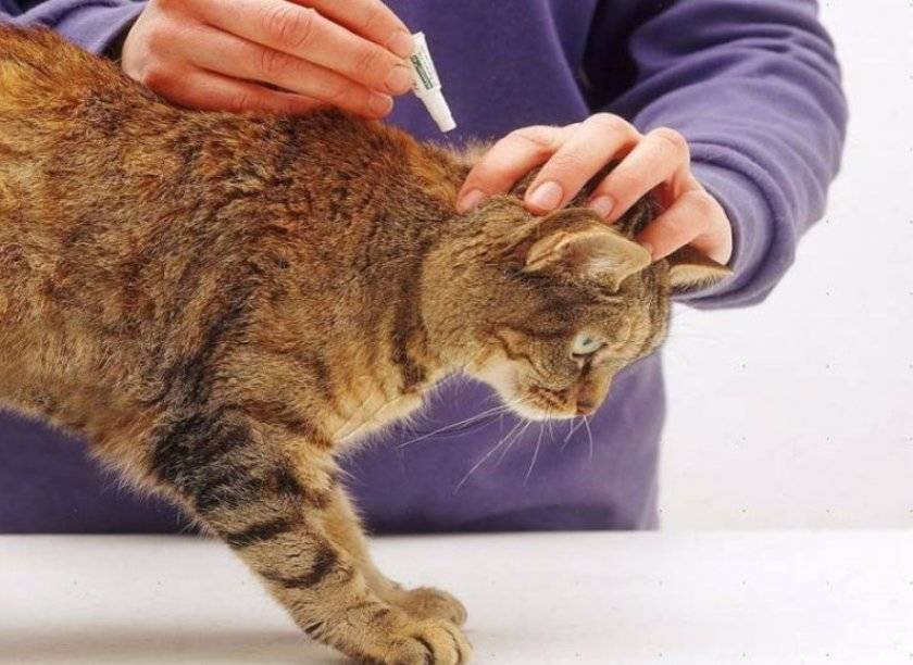 Названия лучших таблеток от глистов для кошек
