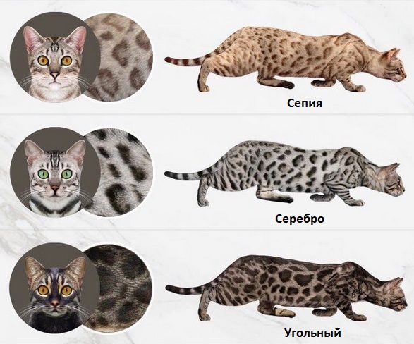 Варианты окрасов табби у различных пород кошек: черный, коричневый и другие цвета