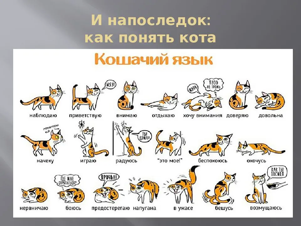 Как понять язык кошки?