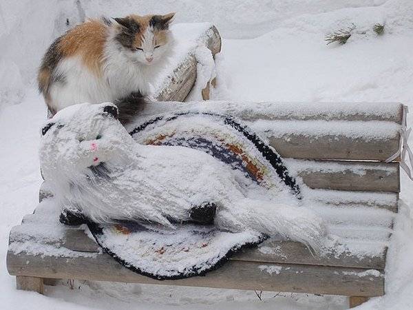 При какой температуре кошки могут жить на улице: какие породы не переносят холода
