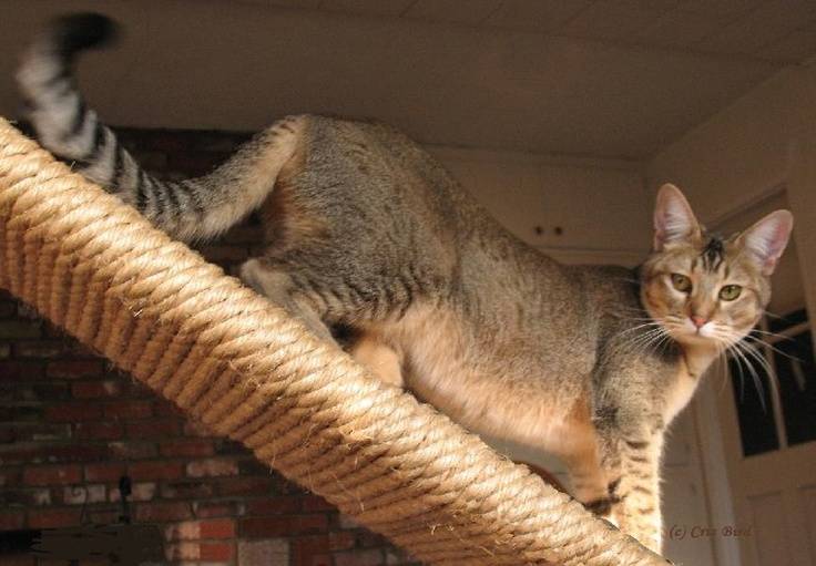 Камышовый кот (120 фото): интересные факты, внешний вид, окрас, размеры, особенности содержания и ухода
